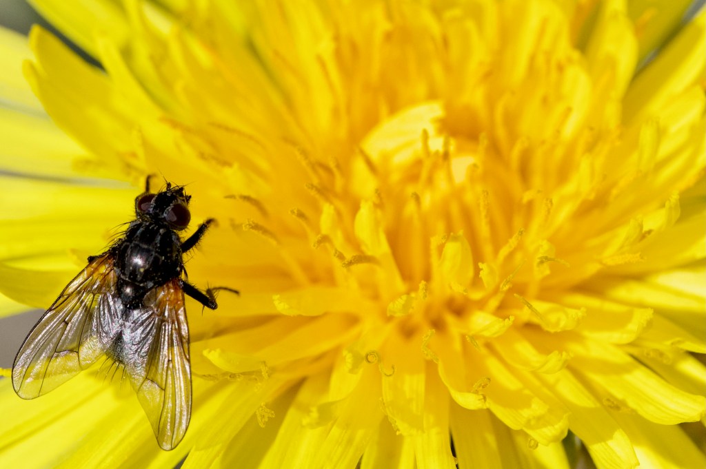 Borsch with Baguette