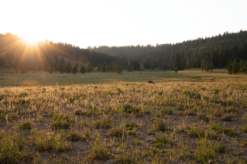 To Mountains With Mice.